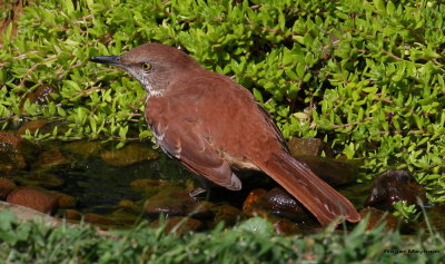 A Brown Thrasher drops in for a quick bath