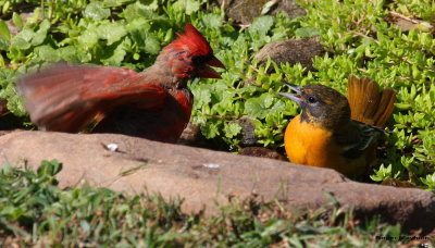 Another young Baltimore Oriole arrives and this male Cardinal is not happy