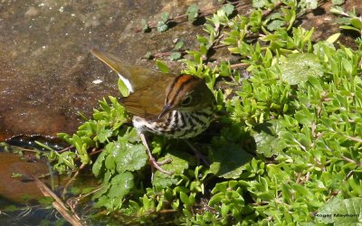 The Ovenbird showing off his median stripe