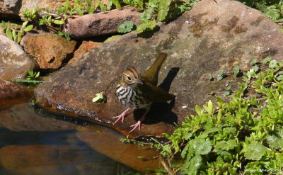 An Ovenbird checks out the pool