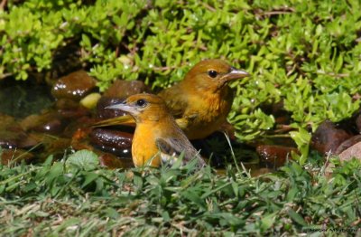  Baltimore Oriole and Summer Tanager finally tolerate each other