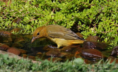 The Summer Tanager heads for the cool water
