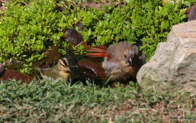 This Worm-eating Warbler and this female Northern Cardinal share a bathing spot