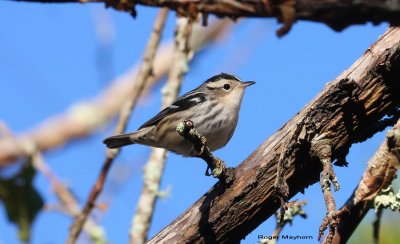  A female Black-and-White Warbler