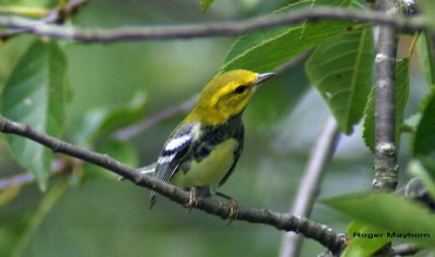 A Black-throated Green Warbler