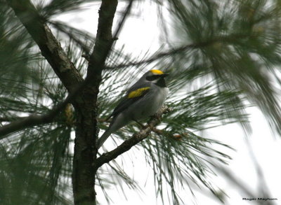 A male Golden-winged Warbler, the highlight of the day