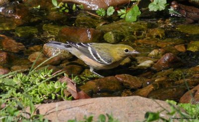 Bay-breasted Warbler
