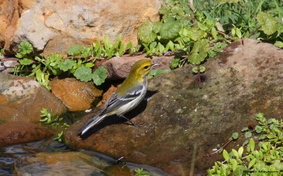 Black-throated Green Warbler