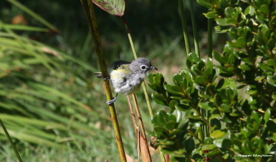 Blue-headed Vireo eyeing the stream