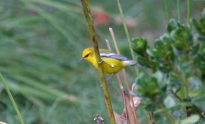 Blue-winged Warbler checking out the stream