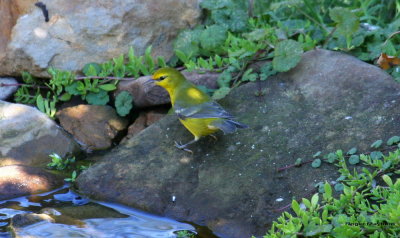 Another Blue-winged Warbler