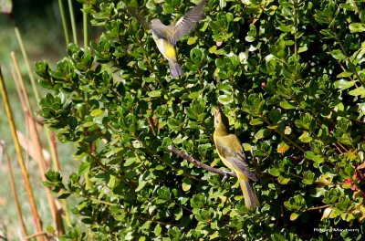 Scarlet Tanager takes Cape May's perch