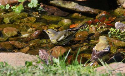 Cape May Warbler
