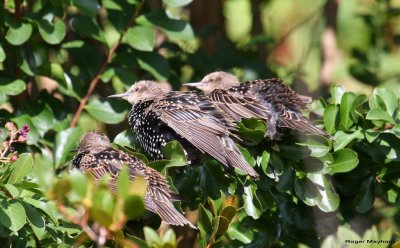 Young Starlings enjoying the sun after a bath