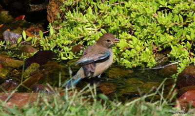 male Indigo Bunting