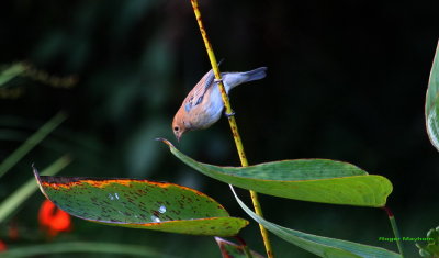 male Indigo Bunting getting ready to drop into the stream