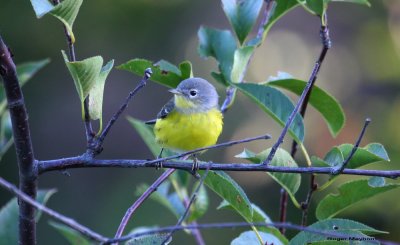Magnolia Warbler