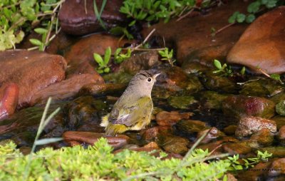 Young Nashville Warbler