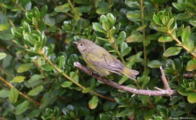 Same young Nashville Warbler perched