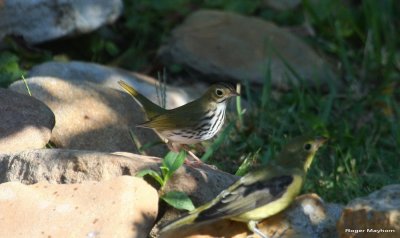 Ovenbird