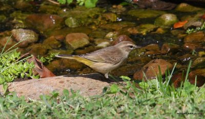 Palm Warbler