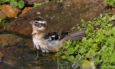 Rose-breasted Grosbeak enjoying the water
