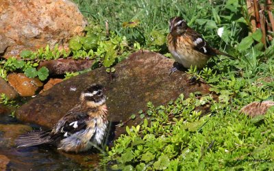 Another Grosbeak arrives - Looks like trouble