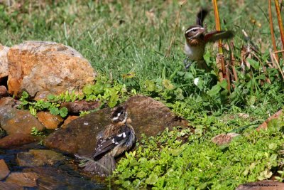 The intruder Grosbeak backs down