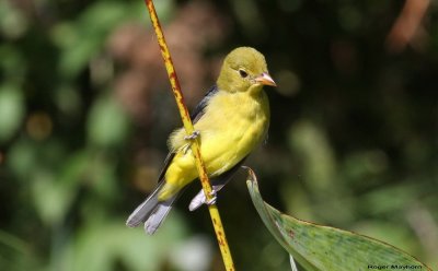 Scarlet Tanager in fall plumage