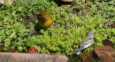 Summer Tanager likes the Cardinal's spot in the stream