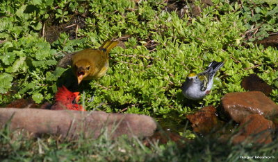 Tanager tries intimidation while Chestnut-sided Warbler looks on