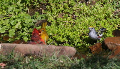 Summer Tanager determined, but Cardinal not moving