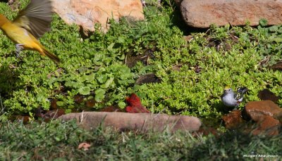 Summer Tanager finally gives up