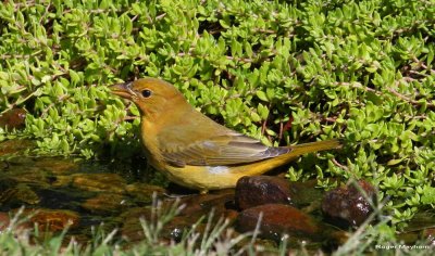 Summer Tanager after moving to a new spot