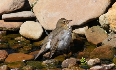 Swainsons Thrush leaning to get the morning sun