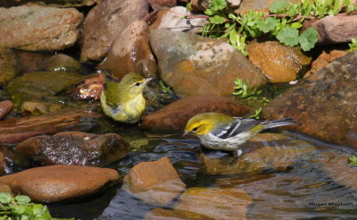 Tennessee Warbler and Black-throated Green Warbler