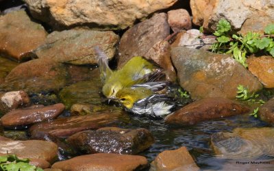 Tennessee and Black-throated Green share a shower