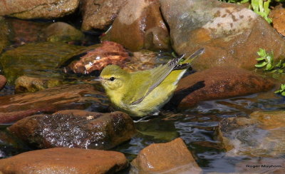 Tennessee Warbler