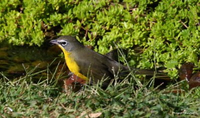 Yellow-breasted Chat