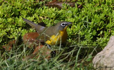 Yellow-breasted Chat