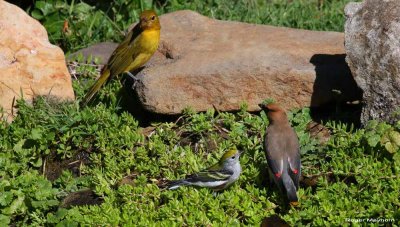 Migration Continues - Sept 2010