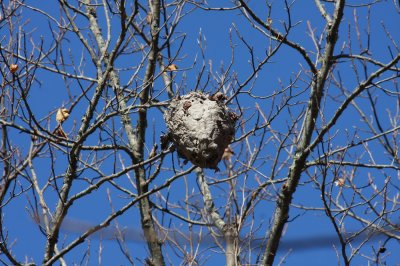 A high hornet's nest