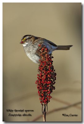 White-throated-sparrow