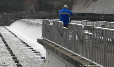 Photographing a heron below the dam