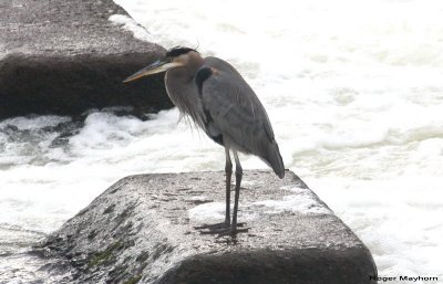 Great Blue Heron - the photo subject