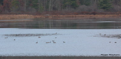 Waterfowl on Mt Valley Lake