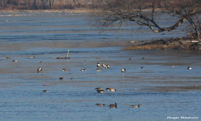 Looking for a strange goose on New River