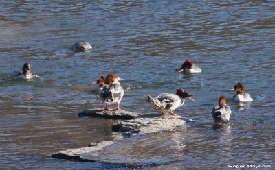 Female Common Mergansers