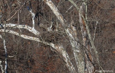 A Bald Eagle's nest on the New River