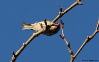 Golden-crowned Kinglet searching for food